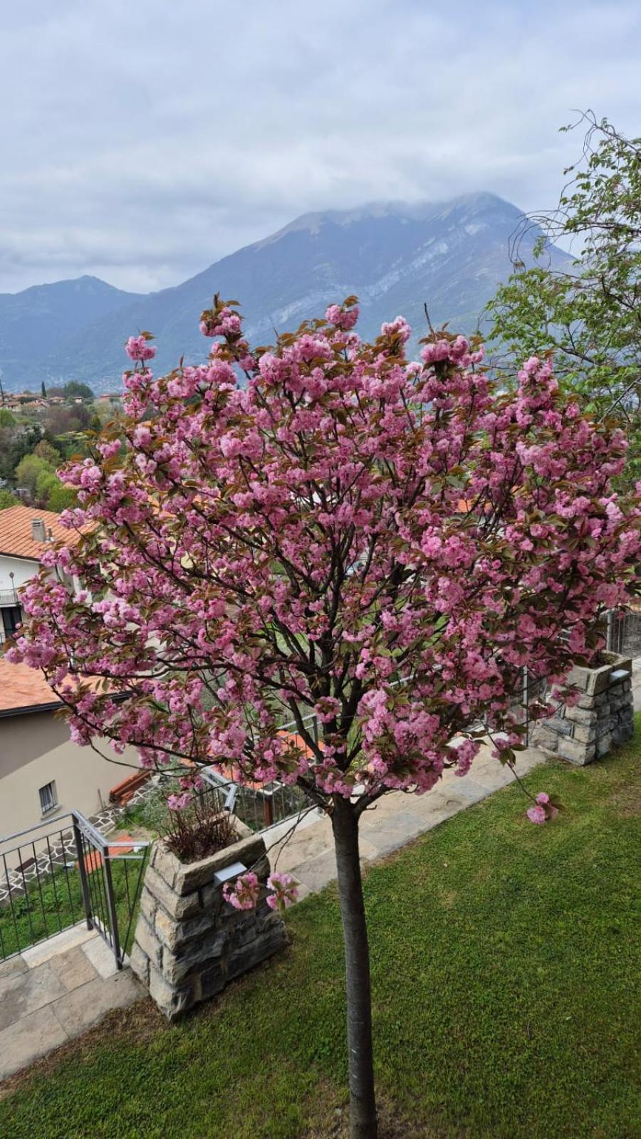 Villa Primula 贝拉焦 外观 照片